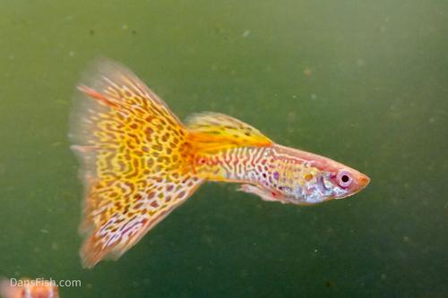 Albino Yellow Cobra Guppy, Pair (1M1F)