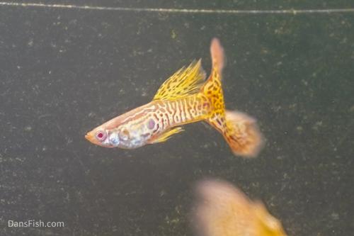 Albino Yellow Cobra Guppy, Pair (1M1F)