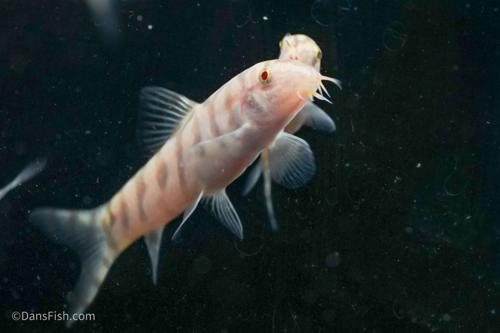 Albino YoYo Loach
