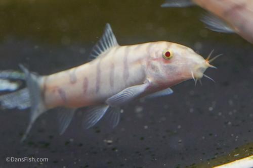 Albino YoYo Loach