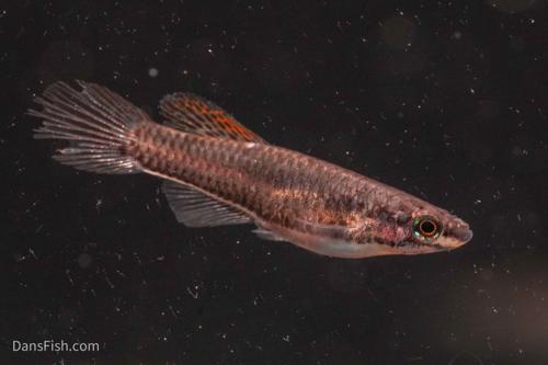 Aphyosemion bivittatum 'Lagos Red', Pair (1M1F)