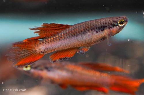 Aphyosemion bivittatum 'Lagos Red', Pair (1M1F)