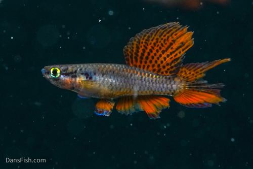 Aphyosemion bivittatum 'Lagos Red', Pair (1M1F)