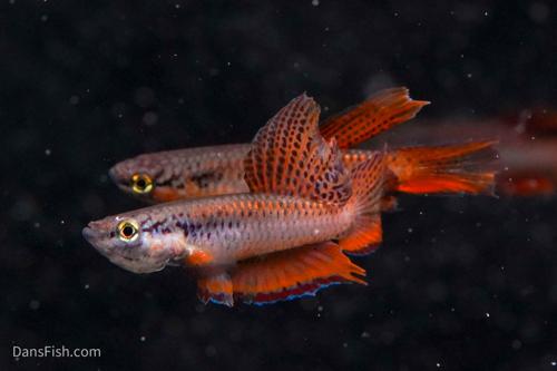 Aphyosemion bivittatum 'Lagos Red', Pair (1M1F)