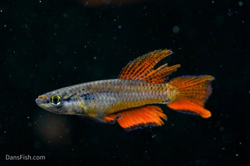 Aphyosemion bivittatum 'Lagos Red', Pair (1M1F)