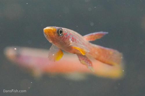 Aphyosemion elegans Kinshasa, Pair (1M1F)