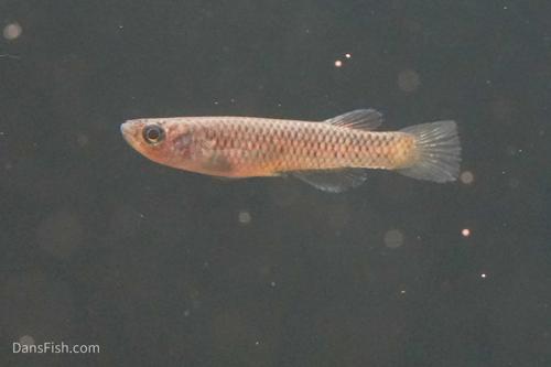 Aphyosemion elegans Kinshasa, Pair (1M1F)