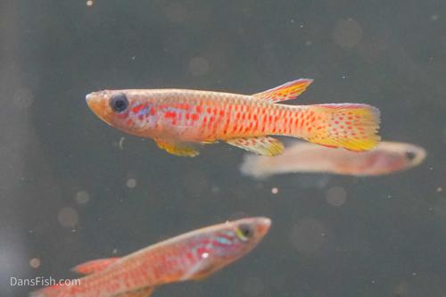 Aphyosemion elegans Kinshasa, Pair (1M1F)
