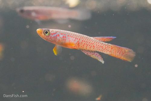 Aphyosemion elegans Kinshasa, Pair (1M1F)