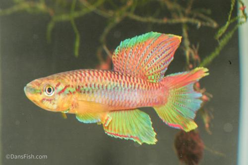 Aphyosemion poliaki, Female