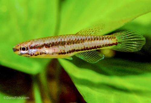 Aphyosemion poliaki, Female