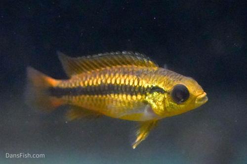Apisto agassizii 'Blue Flame', Pair (1M1F)