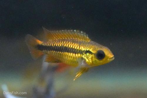 Apisto agassizii 'Blue Flame', Pair (1M1F)