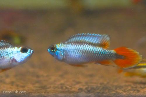 Apisto agassizii 'Blue Flame', Pair (1M1F)