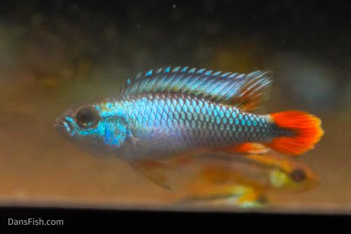 Apisto agassizii 'Blue Flame', Pair (1M1F)