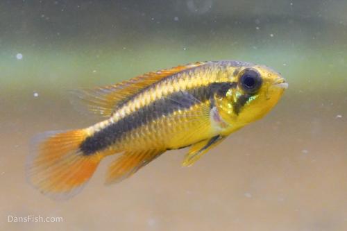 Apisto agassizii Red Tail, Pair (1M1F)