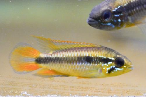 Apisto agassizii Red Tail, Pair (1M1F)