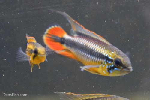 Apisto agassizii Red Tail, Pair (1M1F)
