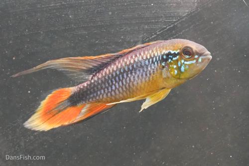 Apisto agassizii Red Tail, Pair (1M1F)