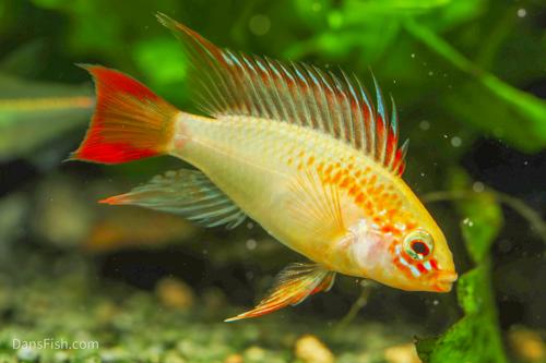 Apisto macmasteri Gold
