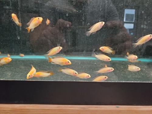 Apisto macmasteri Gold