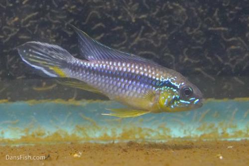 Apistogramma agassizii Tefe Blue Pearl, Pair (1M1F)