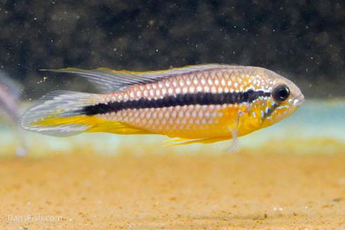 Apistogramma agassizii Tefe Blue Pearl, Pair (1M1F)