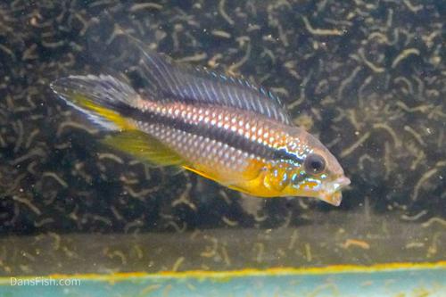 Apistogramma agassizii Tefe Blue Pearl, Pair (1M1F)