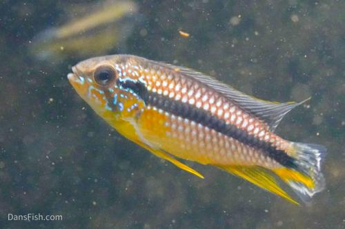 Apistogramma agassizii Tefe Blue Pearl, Pair (1M1F)