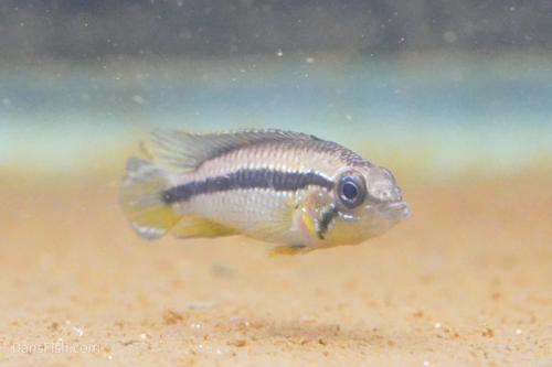 Apistogramma agassizii Tefe Blue Pearl, Pair (1M1F)