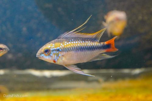 Apistogramma erythrura see note, Trio (1M2F)