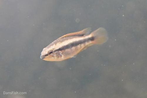Apistogramma erythrura see note, Trio (1M2F)
