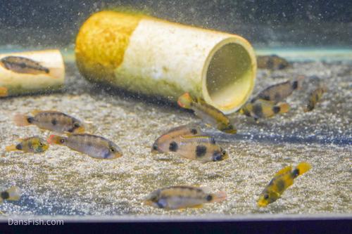 Apistogramma nijsseni Rio Tigre, Pair (1M1F)