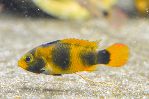 Apistogramma nijsseni Rio Tigre, Pair (1M1F)