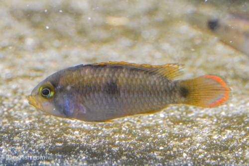 Apistogramma nijsseni Rio Tigre, Pair (1M1F)