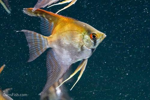 Assorted Angelfish