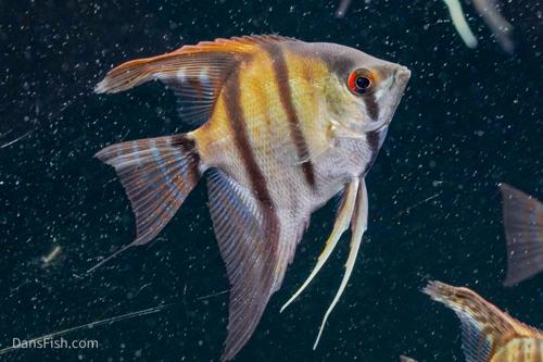 Assorted Angelfish