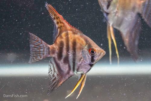 Assorted Angelfish