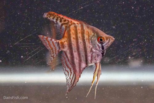 Assorted Angelfish