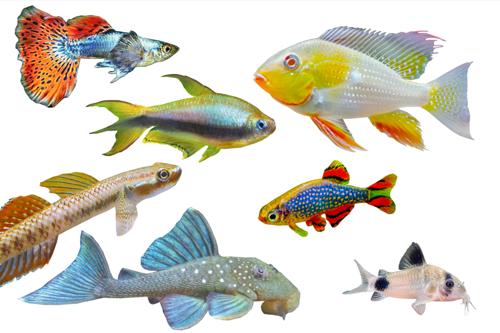 Assorted Aquarium Fish