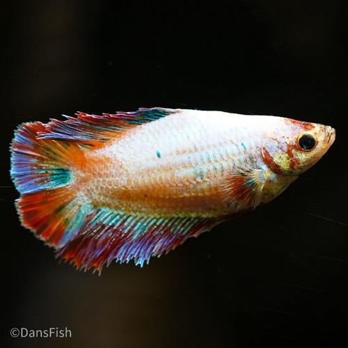 Assorted Betta, Female