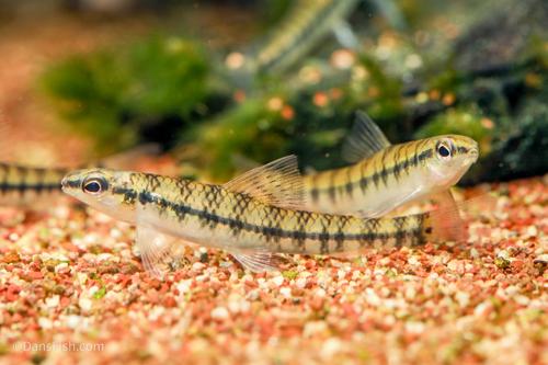 Banded Darter Tetra