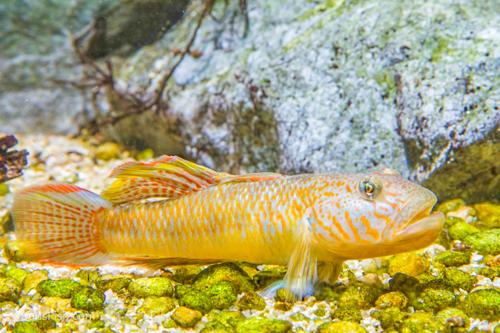 Bar Cheek Goby