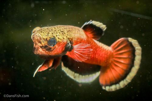Betta albimarginata "Sebuku"