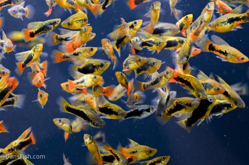 Bird of Paradise Platy