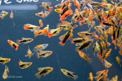Bird of Paradise Platy