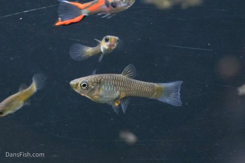 Black Bar Endlers, Pair (1M1F)