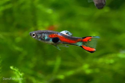 Black Bar Endlers, Pair (1M1F)