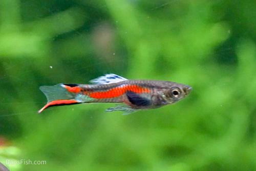 Black Bar Endlers, Pair (1M1F)