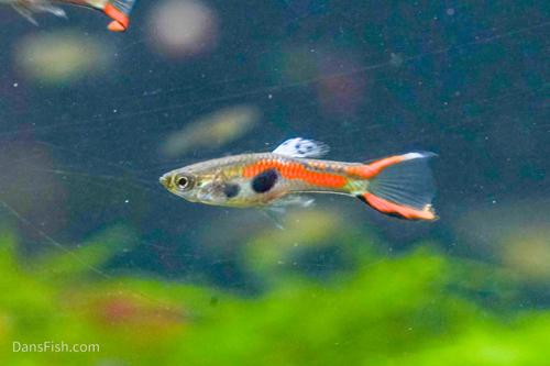 Black Bar Endlers, Pair (1M1F)
